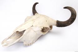 Photo Reference of Animal Skull